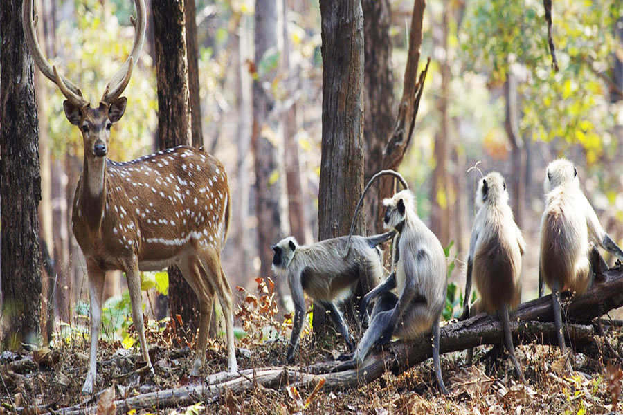 Gujarat Wildlife Tour Package